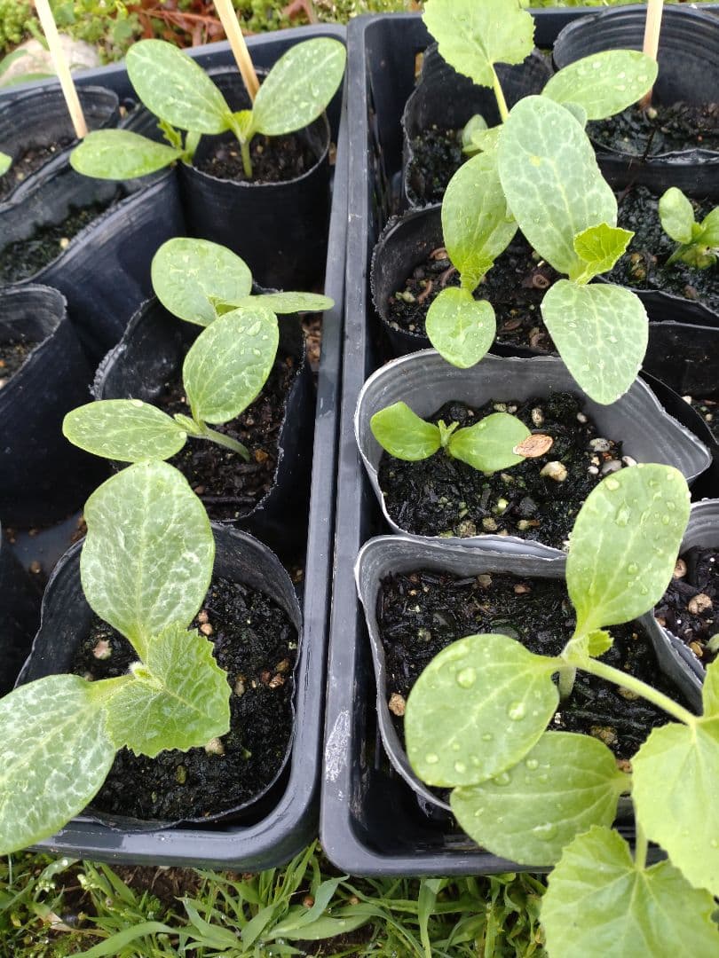 Toy pumpkin seedlings, 6 plants
